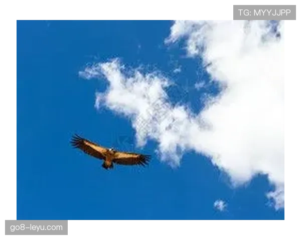 斯洛伐克鹰军团展翅高飞,勇夺国际赛事桂冠引关注 斯洛伐克鹰军团展翅高飞,勇夺国际赛事桂冠引关注